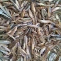 广西淡水小黄鱼黄花鱼基地供应量大质优欢迎电联