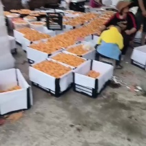枇杷