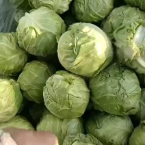 好甘蓝上市