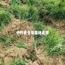 园林绿化工程苗青叶麦冬草中叶细叶麦冬草阶沿草地被草坪