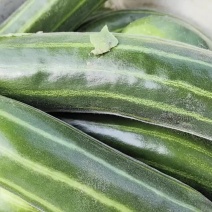 脆瓜，菜瓜，边梁脆，捎瓜
