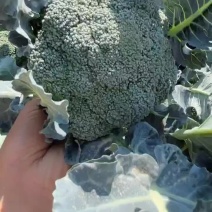 老家西兰花大量上市