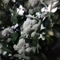 本镇西兰花已大量上市