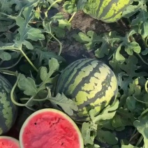盖县锦王，甜王，二等瓜🍉大量有货，价格美丽