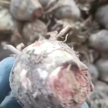 蜘蛛兰种球特圆电商都懂得