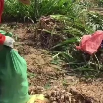 蜘蛛兰种球特圆电商都懂得
