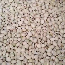 白扁豆，云南药豆白扁豆，干扁豆，大量供应