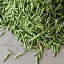 优质大蚕豆即将大量上市