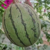 吊兰938，金乐丰，口感好，货源充足，需要的老板联系