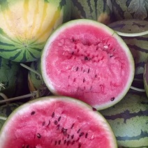 盖县锦王，甜王，二等瓜🍉大量有货，价格美丽