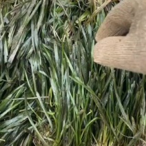 苦草沉水植物水生植物河道治理工程水生态修复