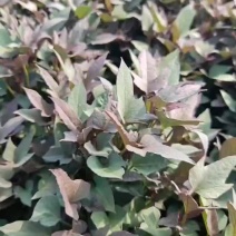 农科院，澳洲紫白红薯苗，澳洲紫白，紫霞仙子