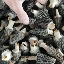 羊肚菌干货4-6