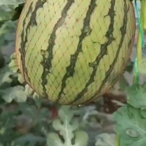 吊兰西瓜