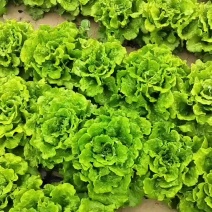 罗马生菜