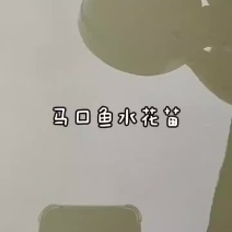 2024年5月4日马口鱼水花苗