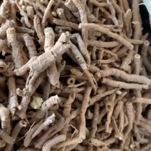 野生远志秦岭中药材精选无硫陕西山西远志肉远志