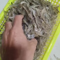 海虾仔