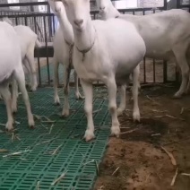 奶山羊基地直发现货现发量大从优可视频看货对接全国客商
