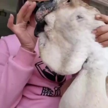 纯种狮头鹅苗厂家直发，体型大长的快，包打疫苗包技术