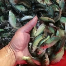 鲤鱼苗镜鲤鱼苗，鱼塘直供一手货源量大质优价格优惠