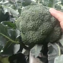 西兰花量大