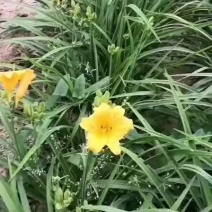 鸢尾萱草景天营养钵杯苗品种齐全量大从优