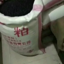 薪产新上市射干种子包技术指导产品收购常年购销