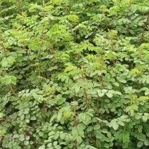 黄刺玫红刺玫营养钵杯苗量大从优基地直供