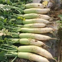 青萝卜大量上市需要联系电话