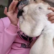 纯种狮头鹅苗，一级苗子包打疫苗包技术，全国可发货包邮到家