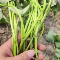 商薯19苗子