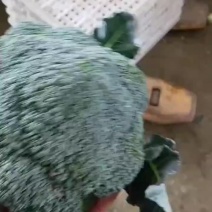 西兰花