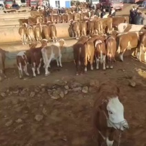 西门塔尔牛犊四代产地直销量大质优欢迎各大老板采购