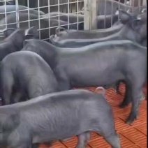 沂蒙黑猪仔猪小猪猪苗基地，防疫到位，全国发货