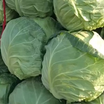 陆地甘蓝大量走车，电商平台食堂大量有货，需要联系