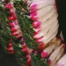 甘肃临洮各种萝卜大量有货；需要的电话咨询