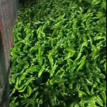 云南大青椒（螺丝椒）大棚货，大量上市支持商超，电商，团购社区