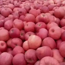 大量货源苹果寒富苹果量大价优品质保障运输便利诚信为本