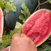 广东黑美人大量上市，品质好，一手货源，货源充足，欢迎前来