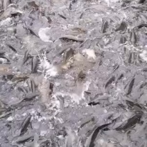 网箱鲤鱼