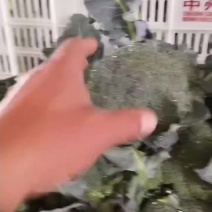 西兰花
