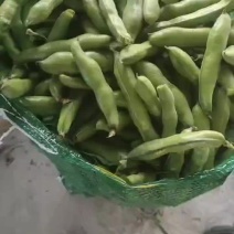 南通大蚕豆大量上市中