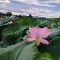 今年新出新鲜太空荷花荷叶莲蓬基地直供海南基地大量发货