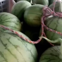 早春红玉