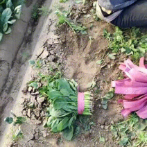 精品大叶菠菜，高度20-28，圆叶菠菜