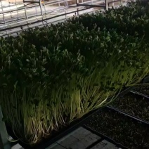 芽苗