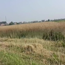 安徽安庆油菜籽大量上市需要货的朋友联系