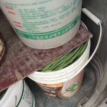 大扁芸豆