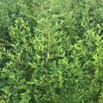水蜡苗！保证质量！保成活率！诚信经营！欢迎各位老板光临惠